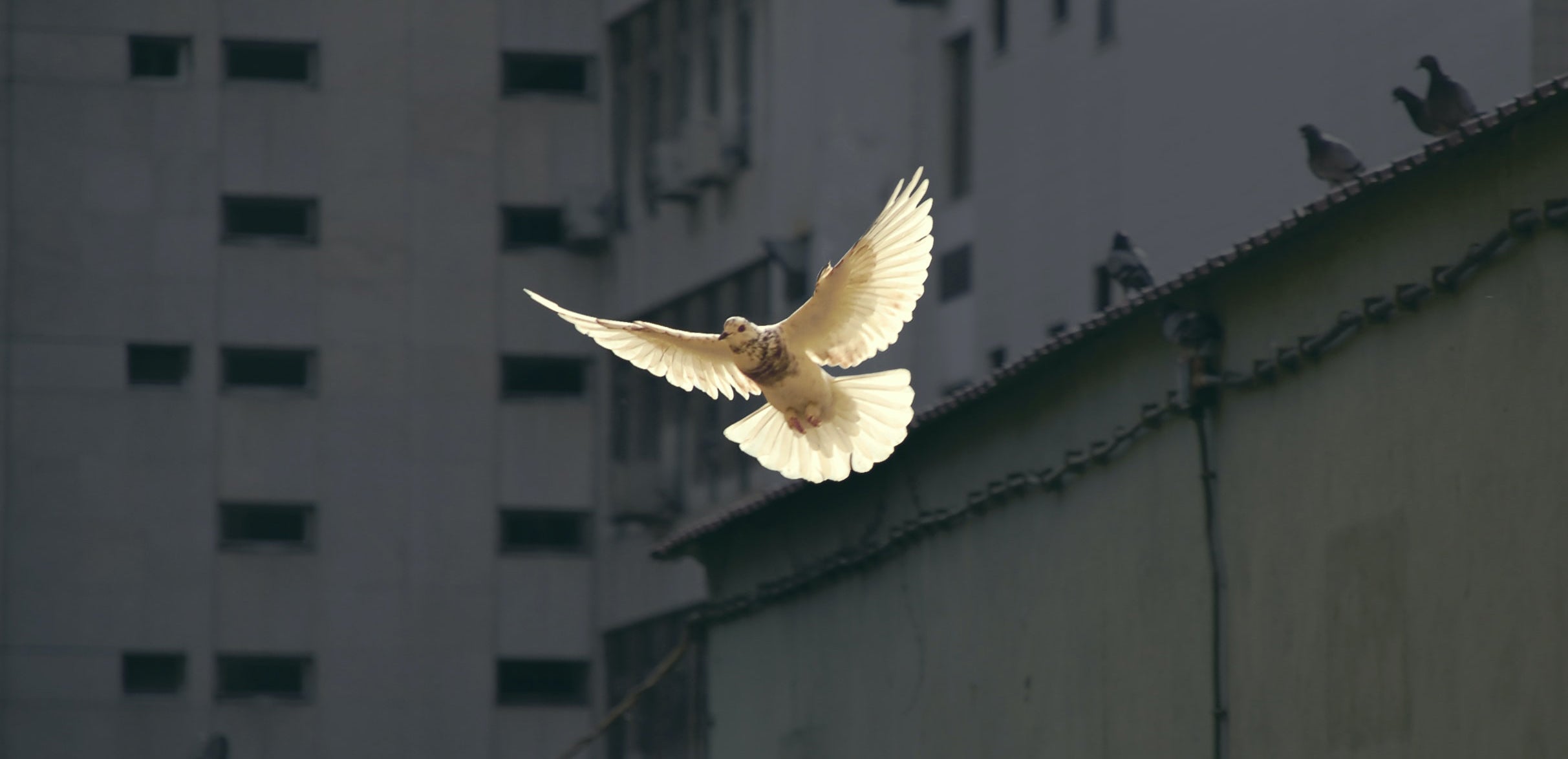 Peace & Conflict | Annenberg